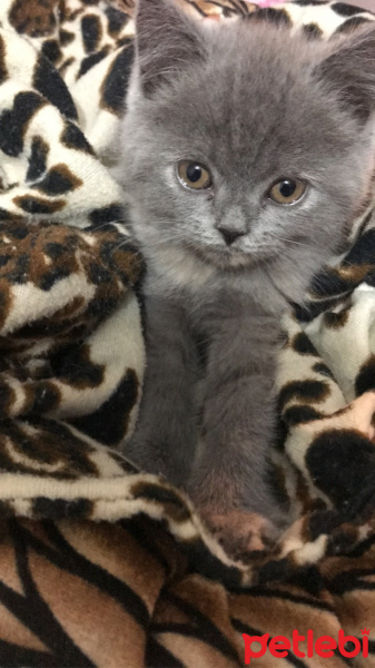 British Shorthair, Kedi  Murphy fotoğrafı