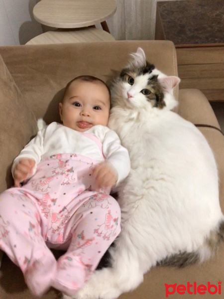Tekir Kedi, Kedi  Köpük fotoğrafı