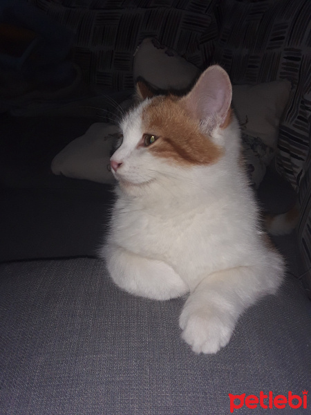 Maine Coon, Kedi  wally fotoğrafı