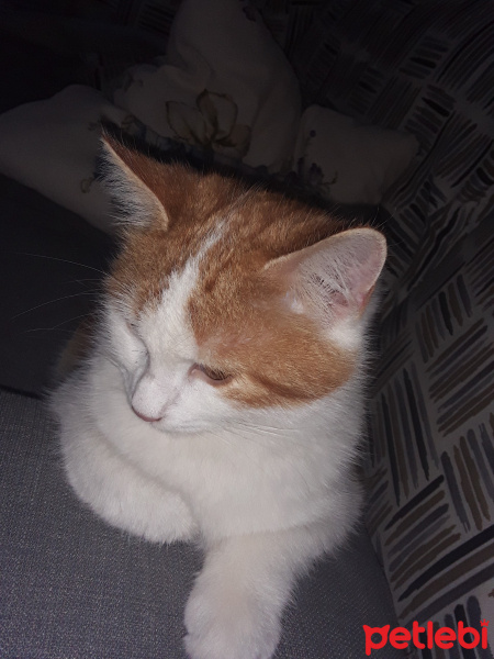 Maine Coon, Kedi  wally fotoğrafı