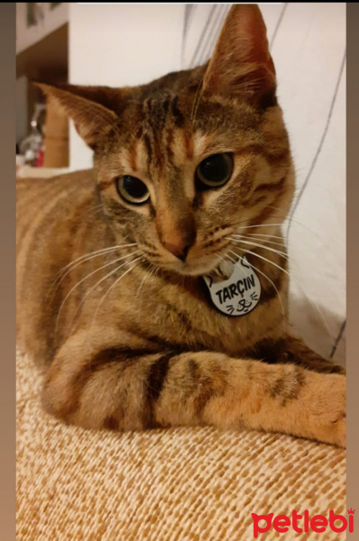 Tekir Kedi, Kedi  tarçın fotoğrafı