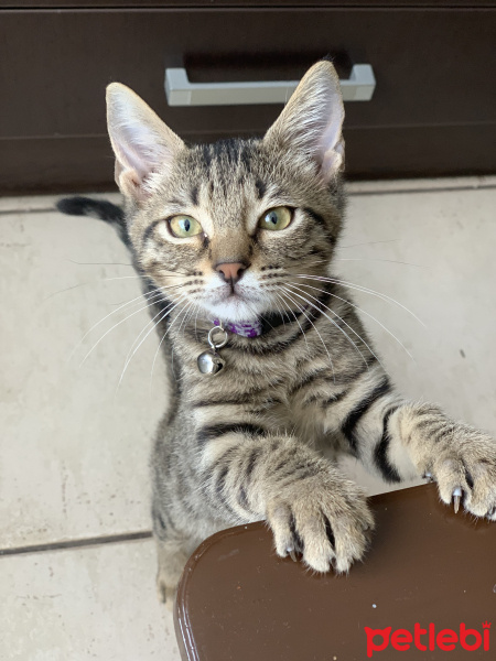 Tekir Kedi, Kedi  Bıdı fotoğrafı