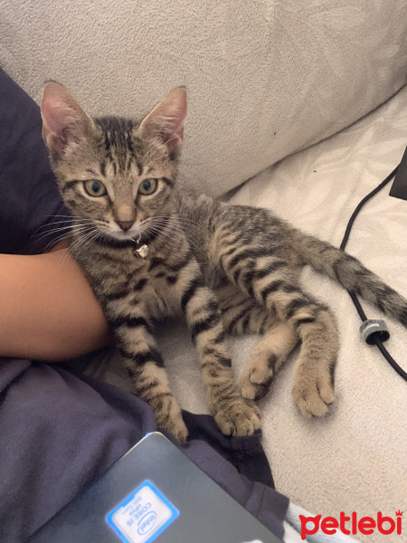 Tekir Kedi, Kedi  Bıdı fotoğrafı