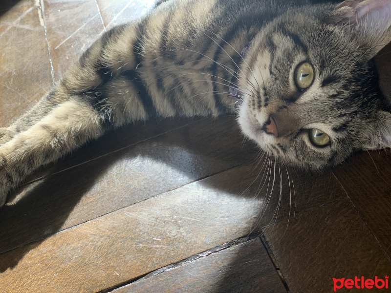 Tekir Kedi, Kedi  Bıdı fotoğrafı