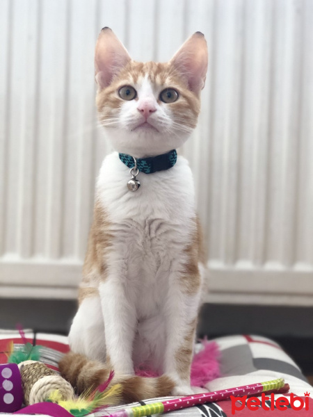 Sarman, Kedi  Kraker fotoğrafı
