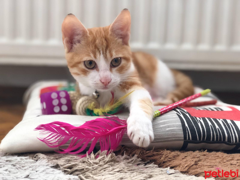 Sarman, Kedi  Kraker fotoğrafı