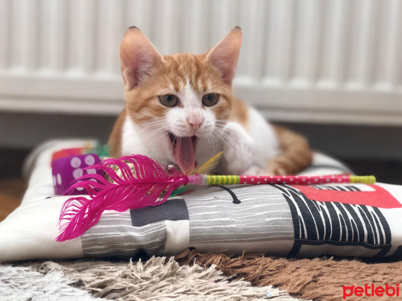 Sarman, Kedi  Kraker fotoğrafı