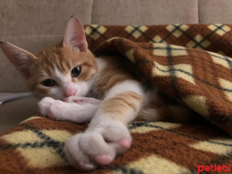 Sarman, Kedi  Kraker fotoğrafı