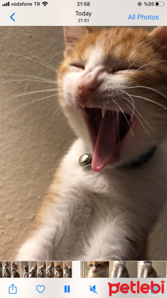 Sarman, Kedi  Kraker fotoğrafı