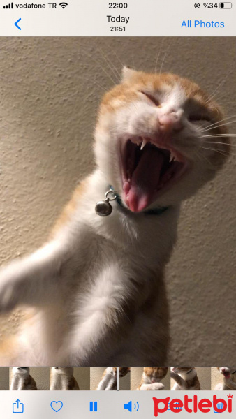 Sarman, Kedi  Kraker fotoğrafı