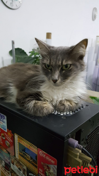 Nebelung, Kedi  lucy fotoğrafı