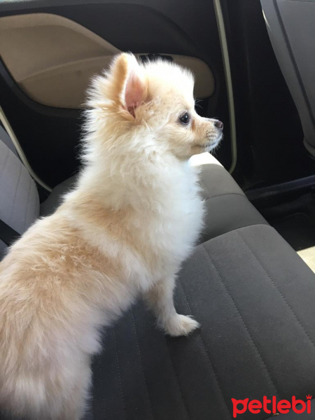 Pomeranyalı, Köpek  LOKUM fotoğrafı