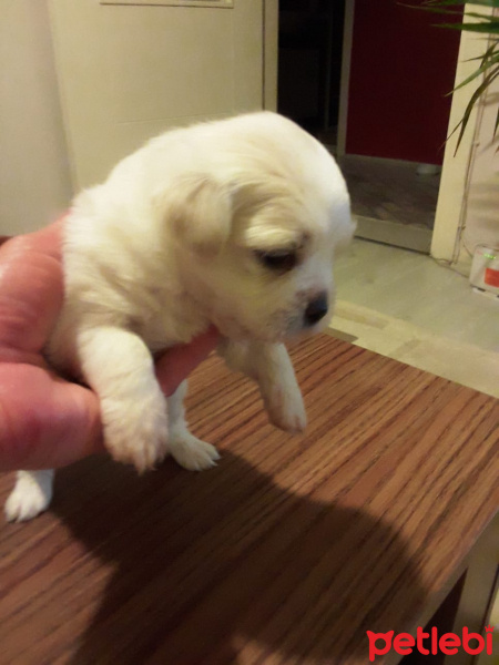 Pekingese, Köpek  Pekinez fotoğrafı