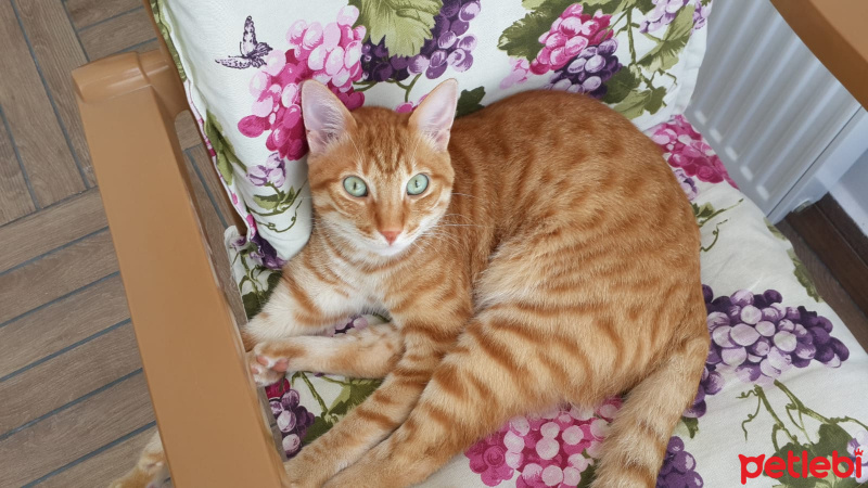 Tekir Kedi, Kedi  Pati fotoğrafı