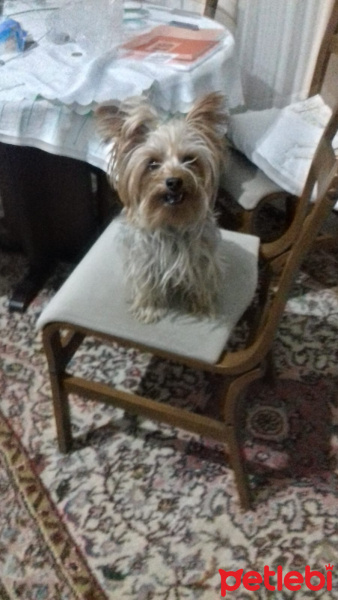Yorkshire Terrier, Köpek  Hanry fotoğrafı