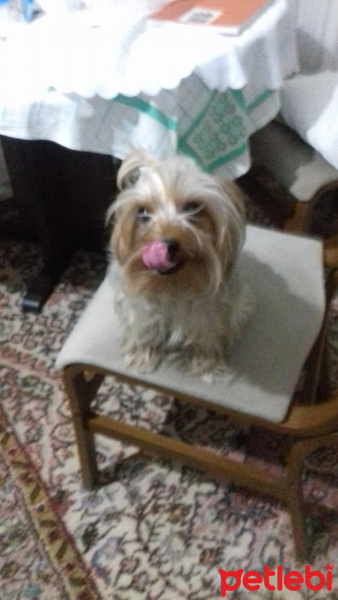 Yorkshire Terrier, Köpek  Hanry fotoğrafı
