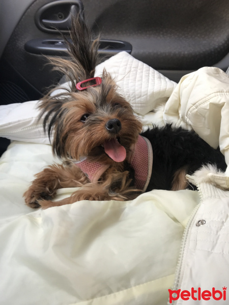 Yorkshire Terrier, Köpek  Betty fotoğrafı