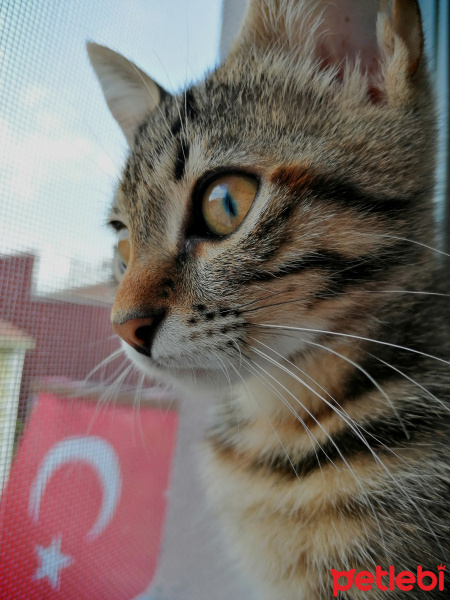 Soke, Kedi  Rachel fotoğrafı