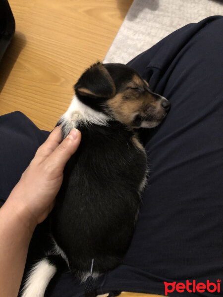 Jack Russell Terrier, Köpek  Lusi fotoğrafı