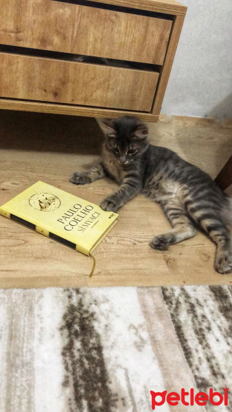 Tekir Kedi, Kedi  PİKA fotoğrafı