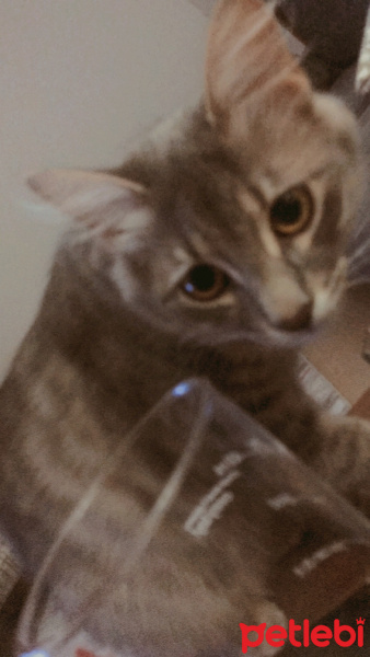 Tekir Kedi, Kedi  PİKA fotoğrafı