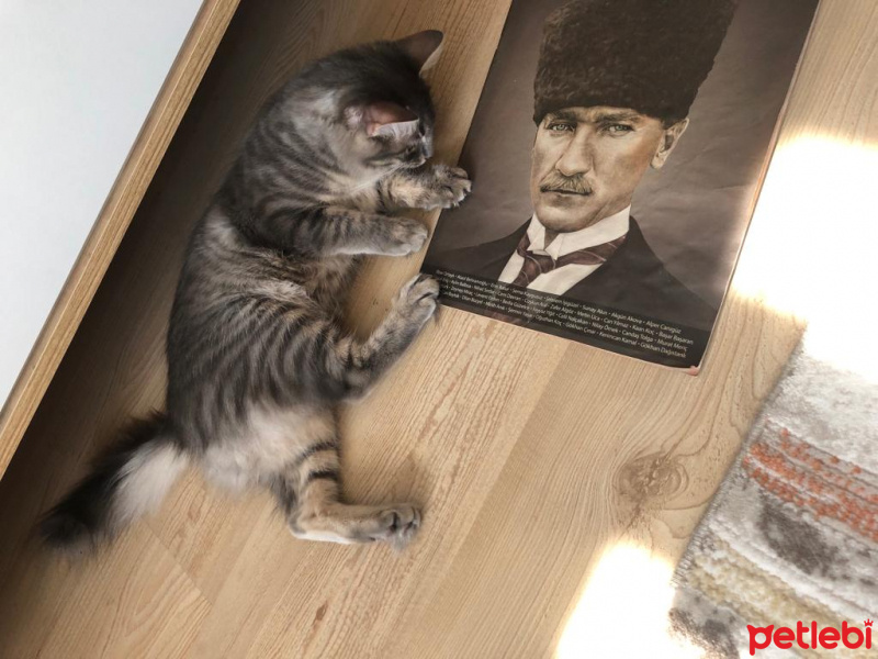 Tekir Kedi, Kedi  PİKA fotoğrafı