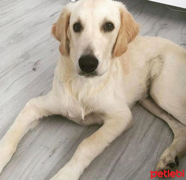 Golden Retriever, Köpek  Leo fotoğrafı