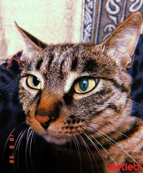 Tekir Kedi, Kedi  Leke fotoğrafı