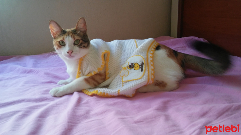 Sarman, Kedi  Tarçın fotoğrafı