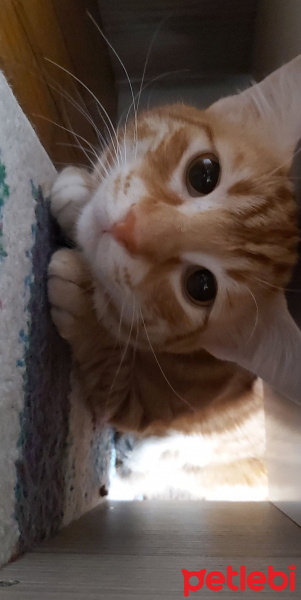 Sarman, Kedi  Tarçın fotoğrafı