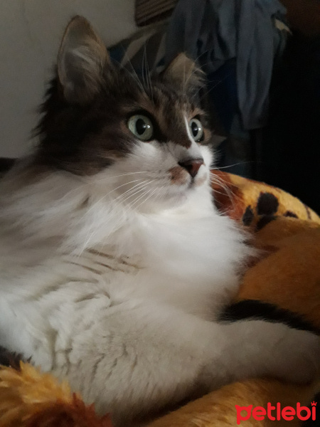 Maine Coon, Kedi  Meraklı fotoğrafı