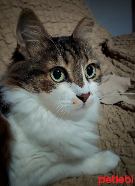 Maine Coon, Kedi  Meraklı fotoğrafı