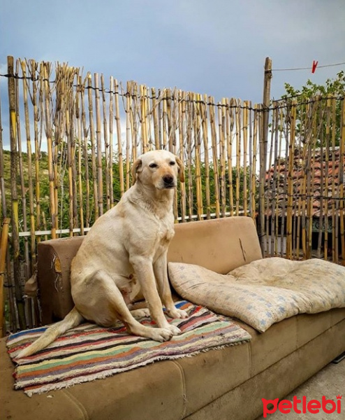 Labrador Retriever, Köpek  Sarı fotoğrafı