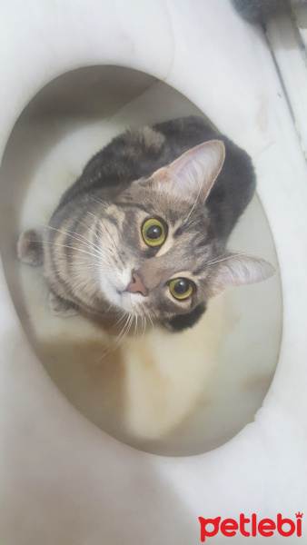 Tekir Kedi, Kedi  Mia fotoğrafı