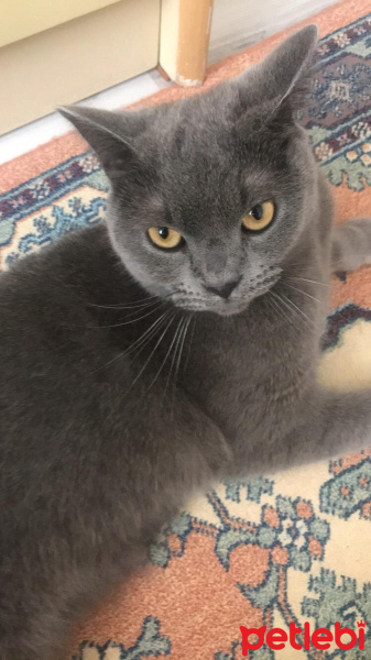 British Shorthair, Kedi  Maya fotoğrafı