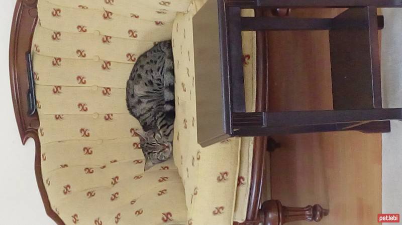 Tekir Kedi, Kedi  Paşa fotoğrafı
