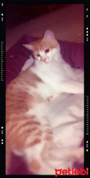 Tekir Kedi, Kedi  limon fotoğrafı
