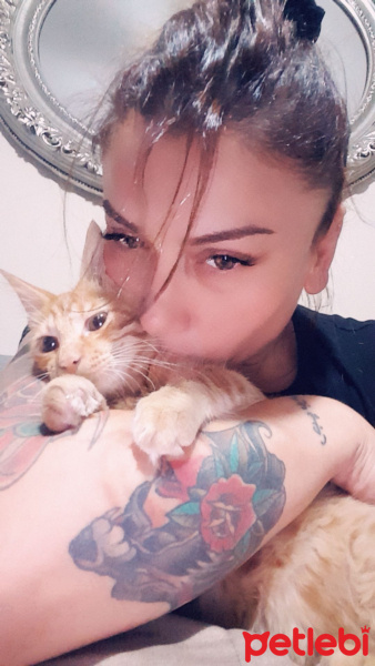 Sarman, Kedi  Alex fotoğrafı