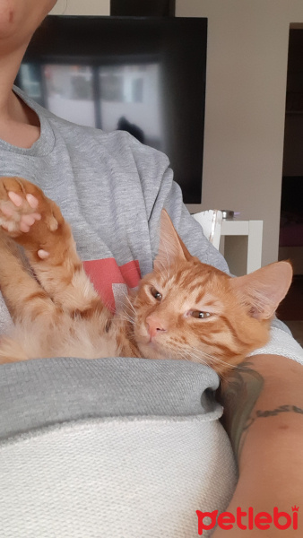 Sarman, Kedi  Alex fotoğrafı