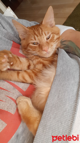 Sarman, Kedi  Alex fotoğrafı