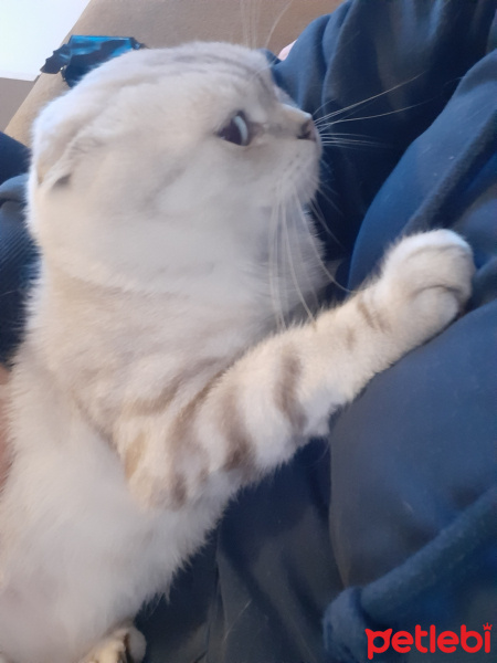 Scottish Fold, Kedi  Paşa fotoğrafı