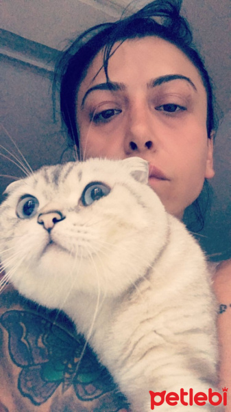 Scottish Fold, Kedi  Paşa fotoğrafı