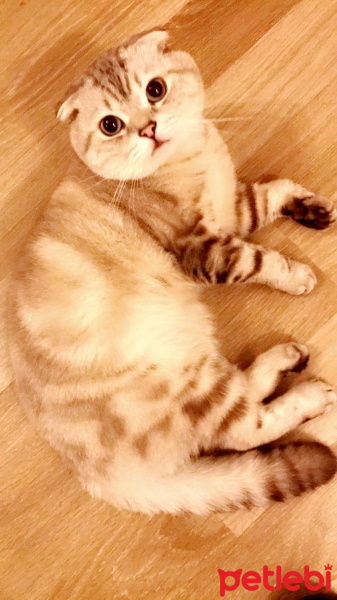 Scottish Fold, Kedi  Paşa fotoğrafı