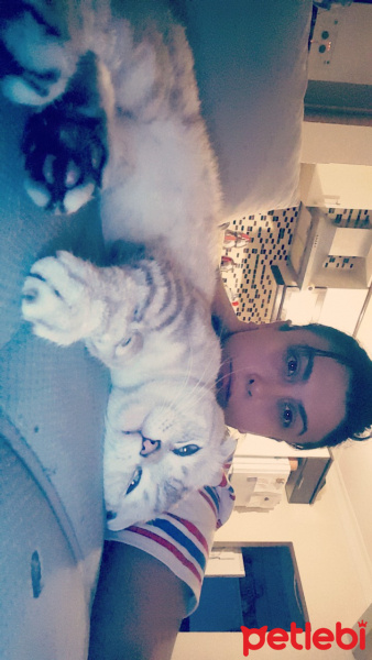 Scottish Fold, Kedi  Paşa fotoğrafı