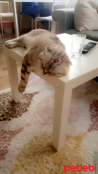Scottish Fold, Kedi  Paşa fotoğrafı