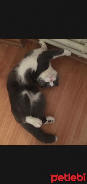 Scottish Fold, Kedi  Lokum fotoğrafı