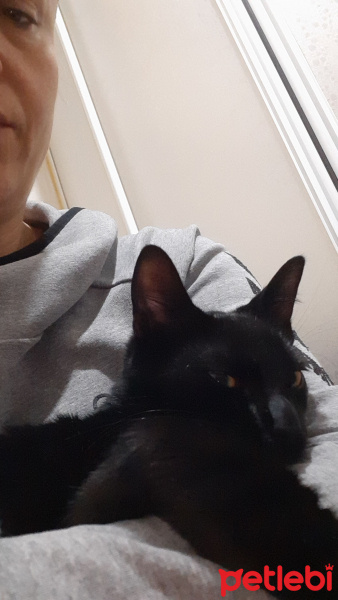 Bombay, Kedi  Leo fotoğrafı