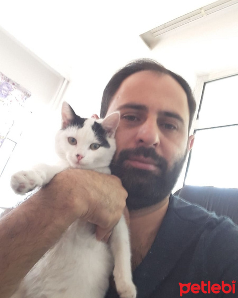 Tekir Kedi, Kedi  paşa fotoğrafı