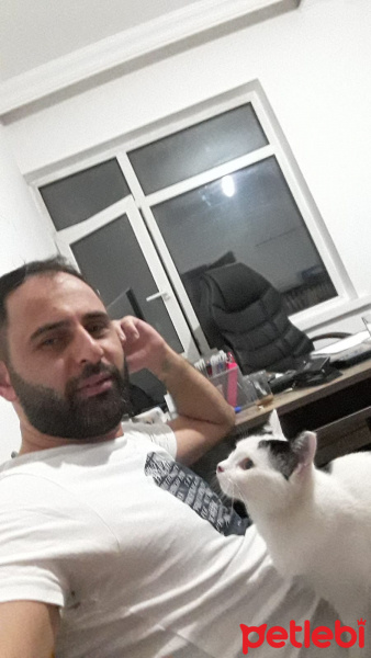 Tekir Kedi, Kedi  paşa fotoğrafı