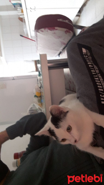 Tekir Kedi, Kedi  paşa fotoğrafı